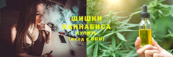 сатива Новозыбков