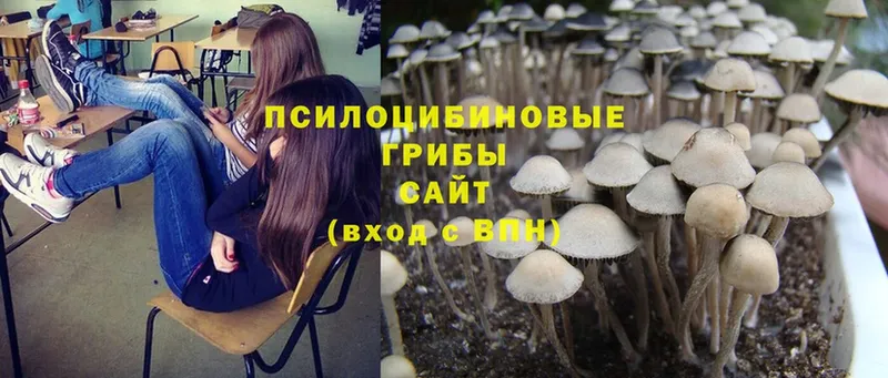 Галлюциногенные грибы MAGIC MUSHROOMS  сколько стоит  Магадан 