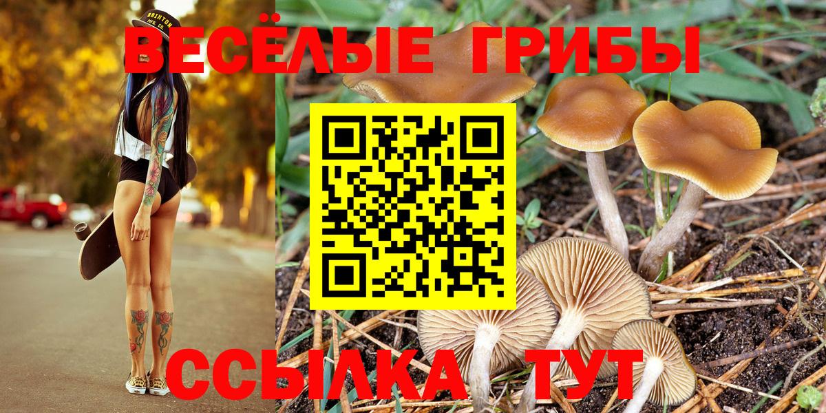 Псилоцибиновые грибы Psilocybe Магадан